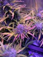 SeedStockers BCN Critical XXL Autoflower - photo réalisée par That7dsgye