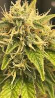 Seed Junky Genetics Wedding Cake Bx1 - photo réalisée par Delirium