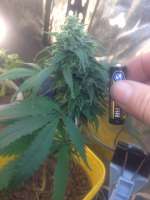 Imagen de johnnyweedseed (Malawi Gold)