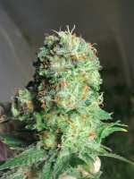 Imagen de weeed (Blueberry)