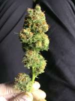 Imagen de weeed (Blueberry)