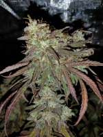 Seedsman Doctor Seedsman CBD 30:1 - photo réalisée par Dopestdopegrower