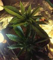 Imagen de indica2me (Hash Passion)