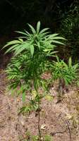 Imagen de Cannabis1 (Hawaiian Skunk)