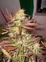 Imagen de Dunkelhut6 (Skunk Haze)