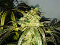 Imagen de shicko (White Widow)