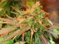 Imagen de Tzolkin (Super Silver Haze)