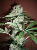 Imagen de merlin (Big Bud)