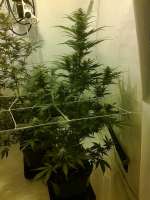 Imagen de hemp47 (Big Bud)