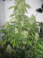 Imagen de ARZTdurchlassen [Big Bud]