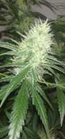 Imagen de SilentwooD (Black Domina)