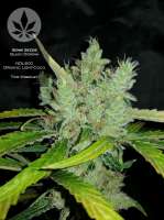 Imagen de pineappleltd (Black Domina)