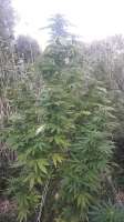 Imagen de HanFanatiker420 (Early Skunk)