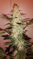 Imagen de alegriaverde (Jack Herer)