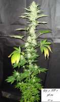 Imagen de Mitsuharu (Mr Nice G13 X Hash Plant)