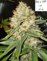 Imagen de Mitsuharu (Mr Nice G13 X Hash Plant)