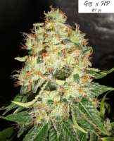 Imagen de Mitsuharu (Mr Nice G13 X Hash Plant)