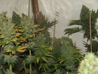 Imagen de juanliethoni (Mr Nice G13 X Hash Plant)