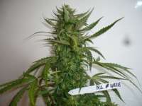 Imagen de merlin (Northern Lights Nr5 X Haze)