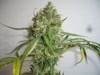 Imagen de merlin (Northern Lights Nr5 X Haze)