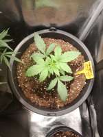 Sensi Seeds Pineapple Kush Cake Automatic - photo réalisée par Watcheck