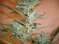 Imagen de merlin (Silver Haze Nr9)