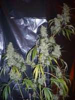 Imagen de merlin (Silver Haze Nr9)