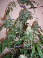 Imagen de merlin (Silver Haze Nr9)