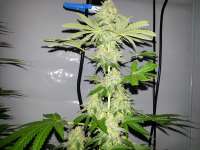 Imagen de KushIsGood [Skunk Nr1]