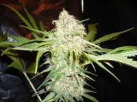 Imagen de merlin (Super Skunk)