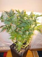 Imagen de KrautKopf (Super Skunk)