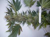 Imagen de merlin (Serious Kush)