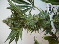 Imagen de merlin (Serious Kush)