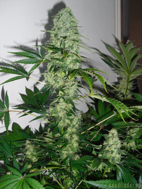 Serious Seeds White Russian