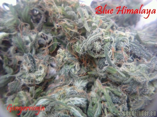 Short Stuff Seedbank Blue Himalaya