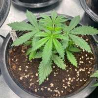 Imagen de SiamSeeds (Dread Kush)