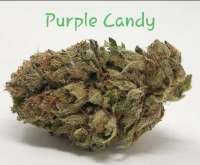 Smoke A Lot Seeds Purple Candy - photo réalisée par TheHappyChameleon