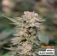 SnowHigh Seeds Black Mamba - photo réalisée par SunClone