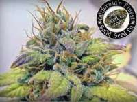 SoCal Seed Collective Sonoma Black Dawg - photo réalisée par webdonkey