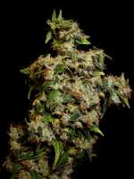 Imagen de Farma (Amnesia Haze)