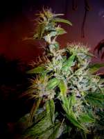 Imagen de Farma (Amnesia Haze)