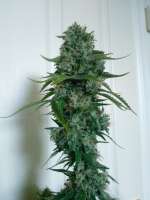 Soma Seeds Amnesia Haze - photo réalisée par Falconresearch