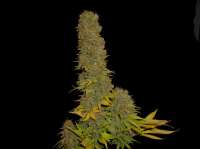 Soma Seeds Haze Heaven - photo réalisée par Studman