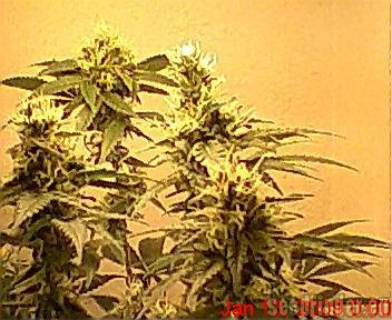 Soma Seeds White Light