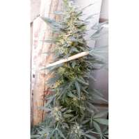 Souljah Seeds Brazilian Diesel Auto - photo réalisée par djkinetics