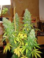 Spliff Seeds Afghani Gold - photo réalisée par groenevinger