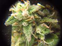 Imagen de Pomelohaze (Blue Berry)