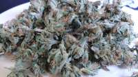 Imagen de ficky (Blue Medi Kush)