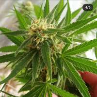 Spliff Seeds CBD Medi Kush - photo réalisée par bigsexygrows