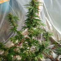 Spliff Seeds CBD Medi Kush - photo réalisée par bigsexygrows